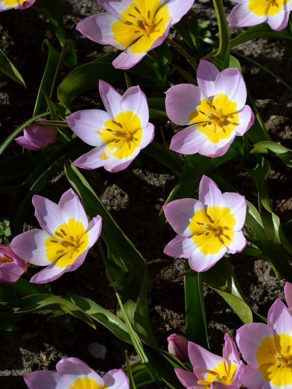 Wholesale Lilac Wonder Tulip Bulbs