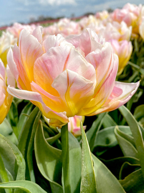 Tulip Lotus Lobe Flower Bulbs in Spring time