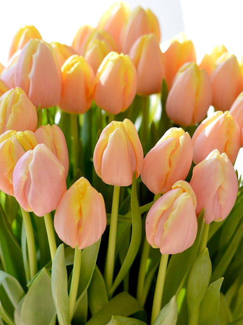 Tulip Mango Charm - Top Quality Flower Bulbs, Wholesale Pricing