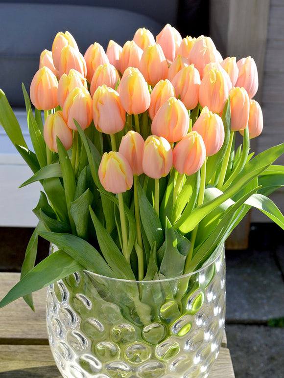 Tulip Mango Charm - Fall Planted Tulip Bulbs