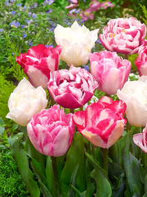 Tulip Marshmallow Collection