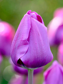 Tulip Negrita