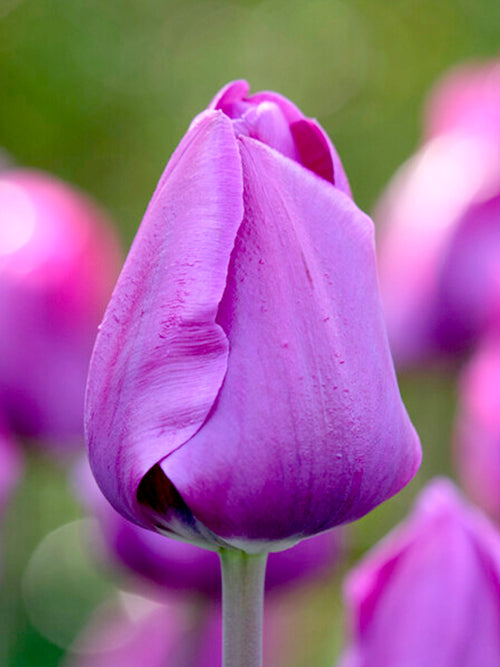Tulip Negrita - Purple Big Blooms