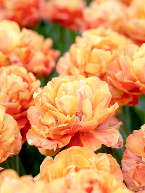 Tulip Olivia - Peony Double Orange, Brown Tulip Bulbs for Fall planting, Spring blooming