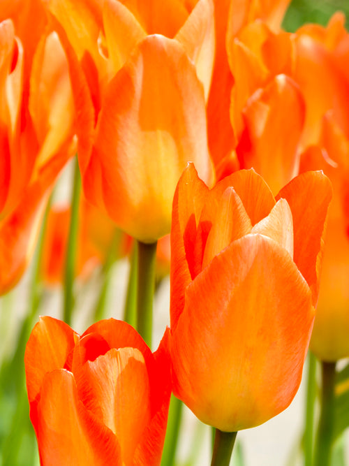 Orange Tulip Bulbs Fosteriana Emperor