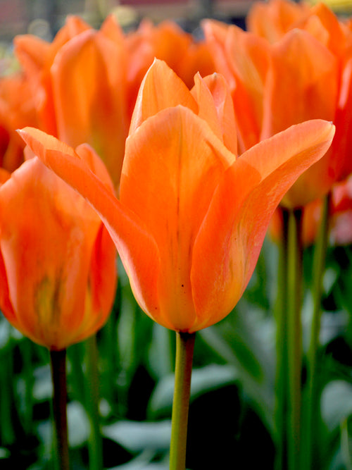 Tulip Orange Emperor