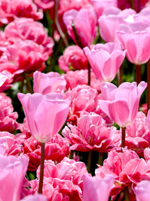 Tulip Paris Collection