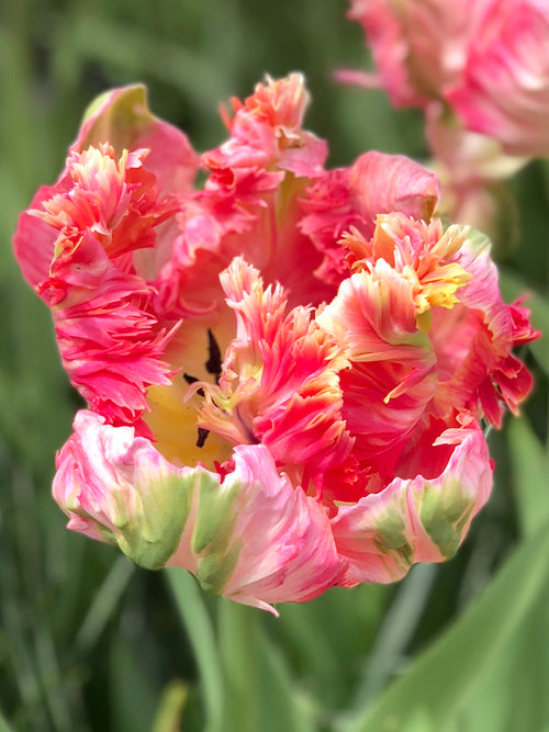 Tulip Bulbs Parrot Pink Vision