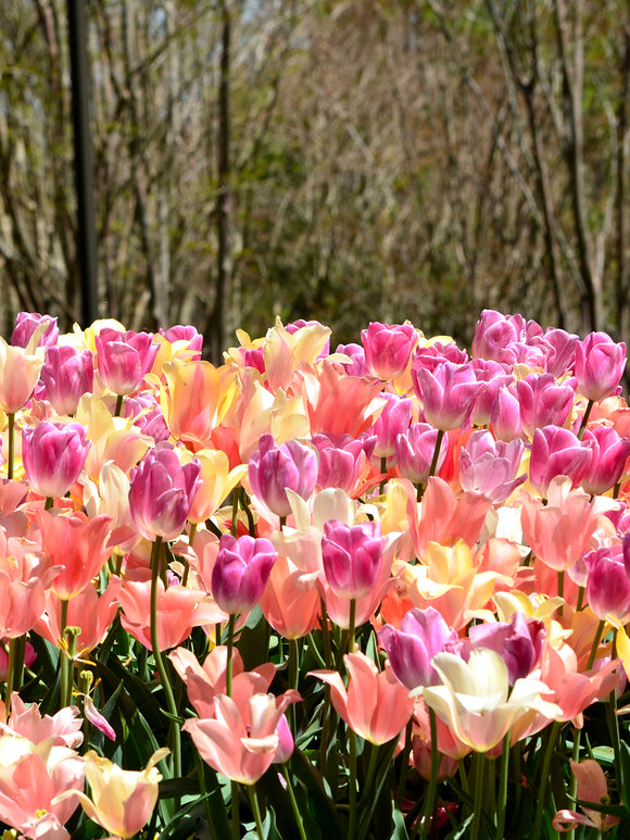 Tulip Perfect Pastel Collection - Tulip Bulbs