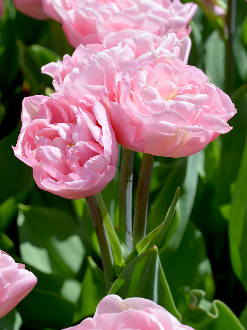 Peony Tulip Perfect Wedding Pink Marriage