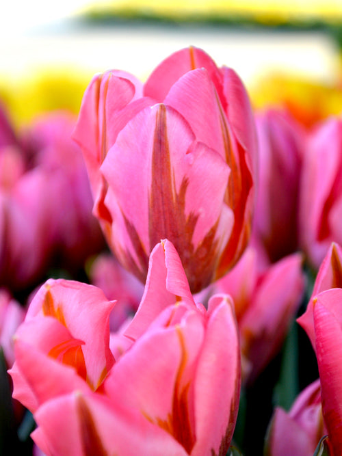 Tulip Pretty Princess Flower Bulbs Pink For Fall Planting