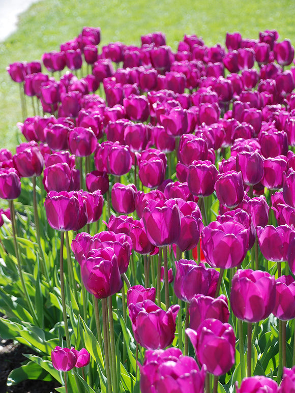 Purple Triumph Tulip Bulbs