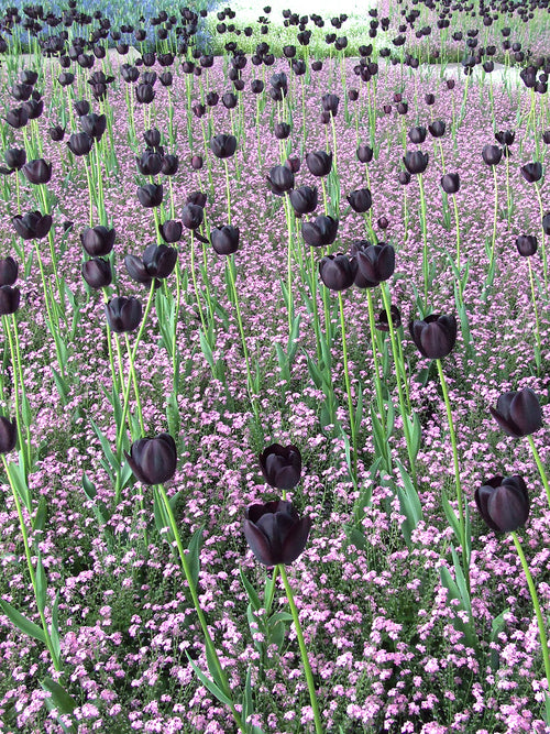 All Time Favorite - Tulip Queen of Night