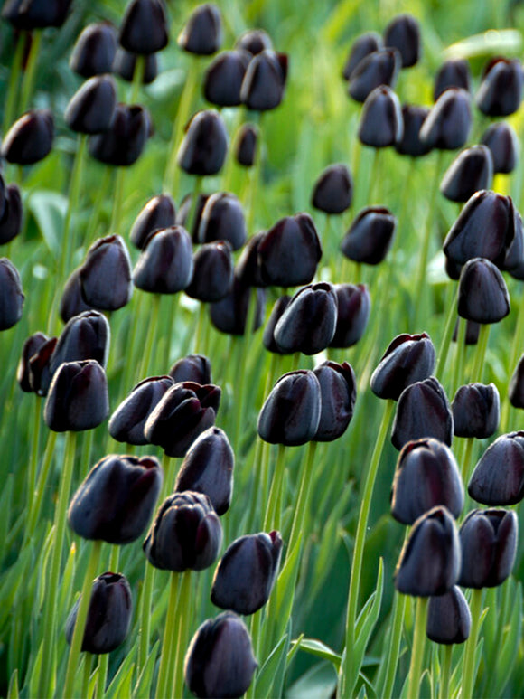 Tulip Black Queen of the Night