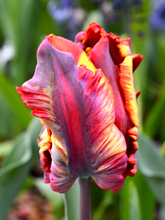 Tulip bulbs 'Rainbow Parrot'