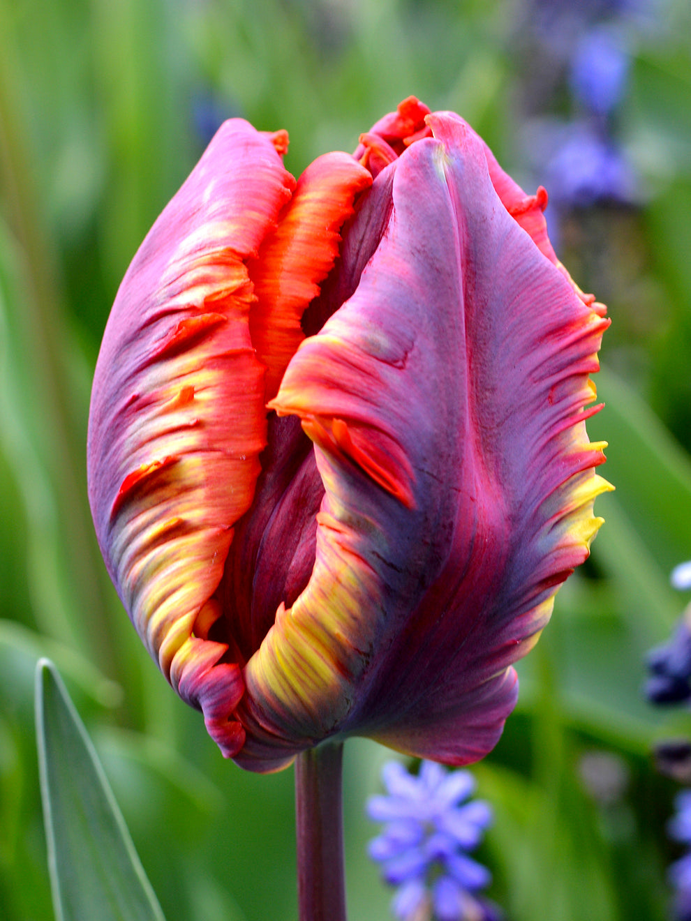 Tulip Rainbow Parrot  Order Your Exclusive Tulip Bulbs at DutchGrown