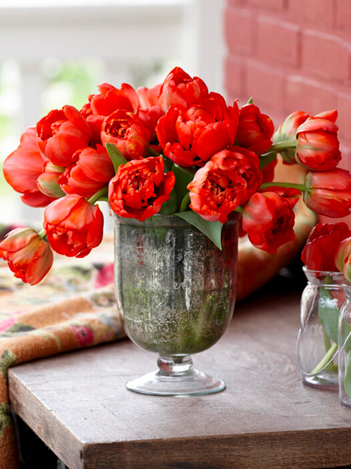 Tulip Peony Double Red Pomponette, fall panting gardening, spring blooming