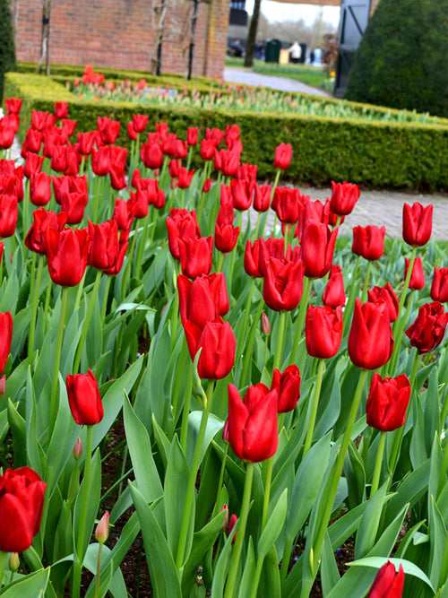 Tulip Bulbs - Red Power