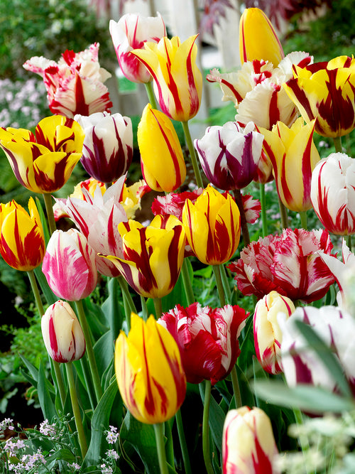 Rembrandt Tulip Mix Multiple Colors Flaming
