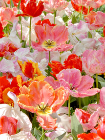 Tulip San Fran Mix