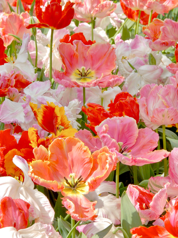 Tulip San Fran Mix Parrot