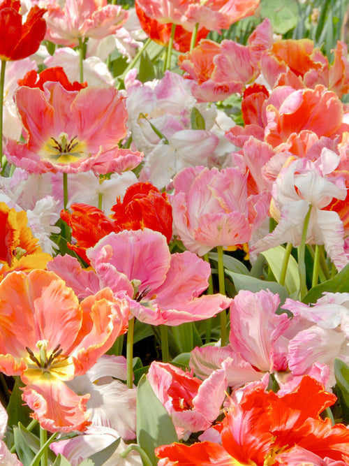 Parrot Tulip San Fran Mix by DutchGrown