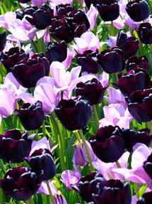 Tulip Shades of Purple Collection