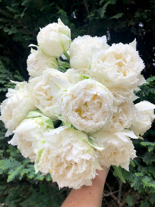 Snow Crystal tulip bulbs