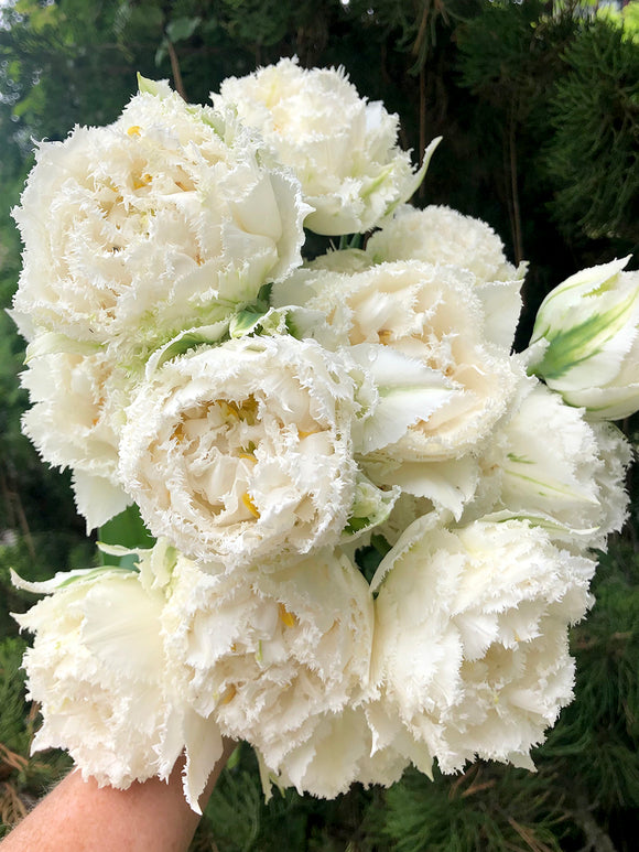 Snow Crystal tulip bulbs