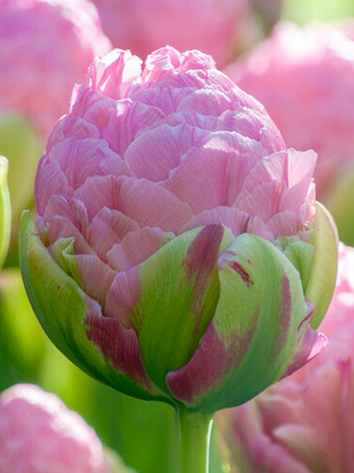 Tulip Strawberry Cream