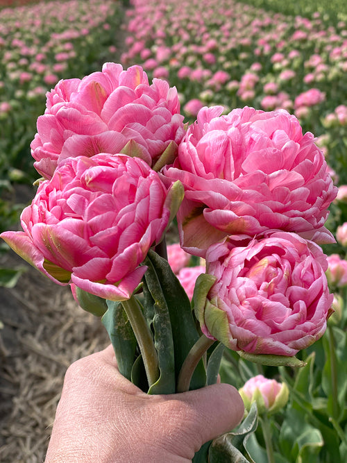 Tulip Strawberry Cream from the flower fields