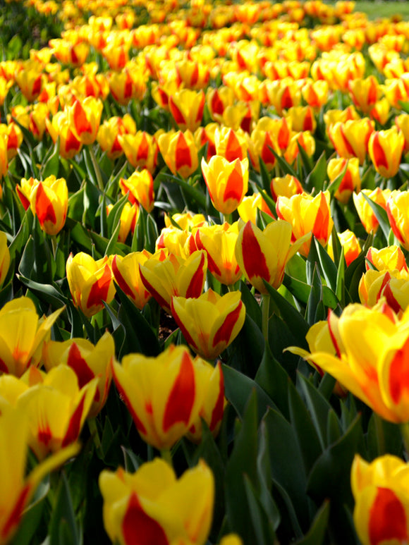 Wholesale Tulip Stresa