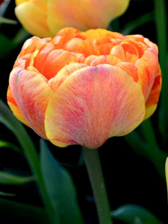 Wholesale Tulip Sunlover Flower Bulbs