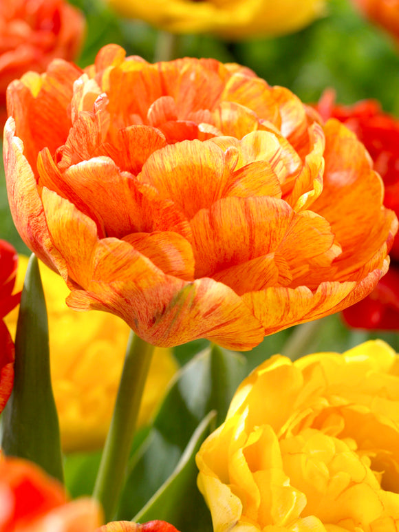 Tulip Sunlover Double Darwin Hybrid Orange Red Yellow