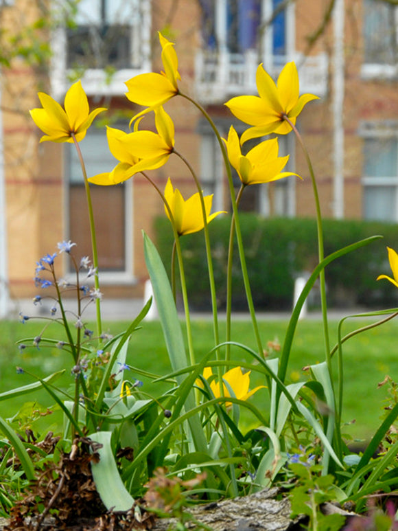 Tulip Bulbs Sylvestris