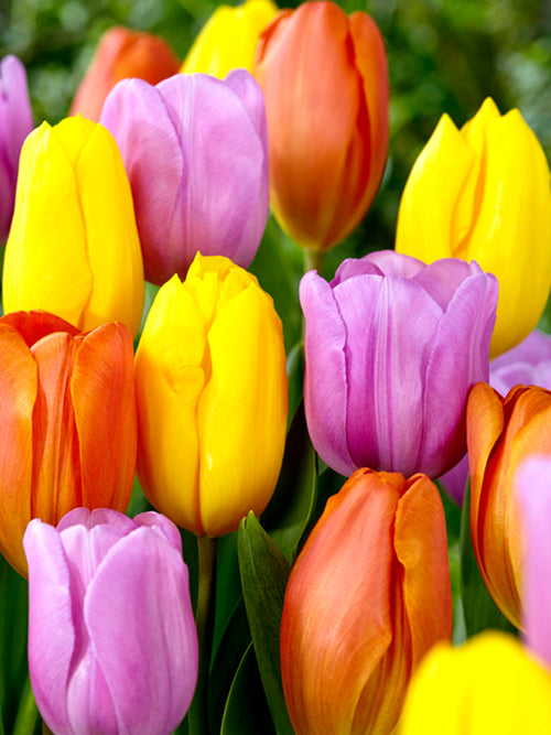 Tulip Tequila Sunrise Collection Colorful Mix