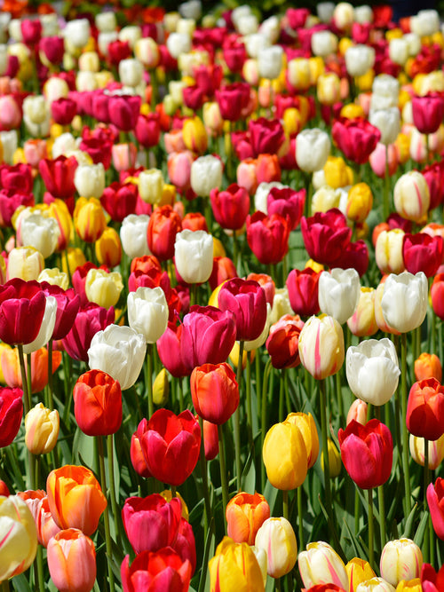 Single Late Tulip Bulbs Mix Tutti Frutti Collection by DutchGrown