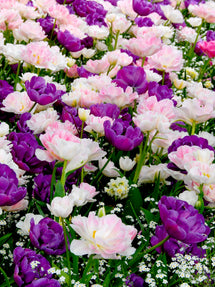 Tulip Venice Collection