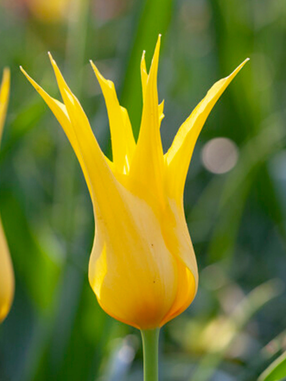 lily tulip flower Tulip West Point Bulbs, Yellow - 25 Bulbs