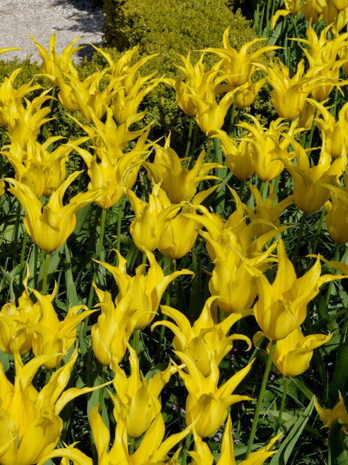 Tulip Yellow West Point