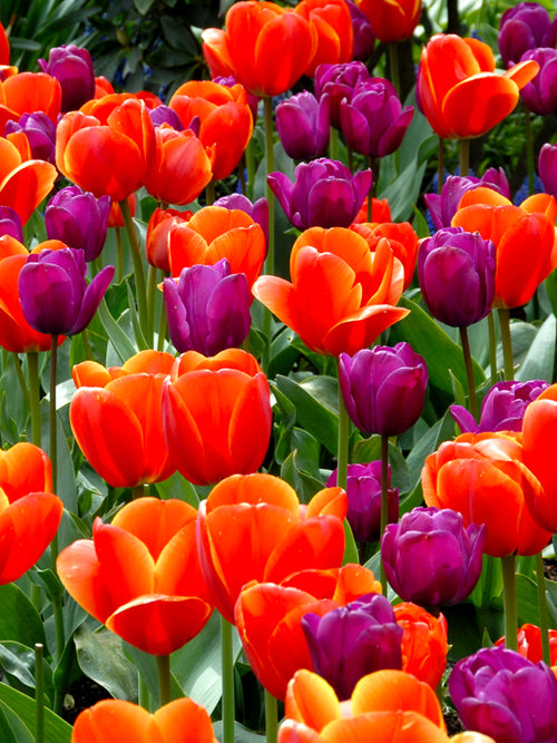 Purple and Orange Tulip Bulbs