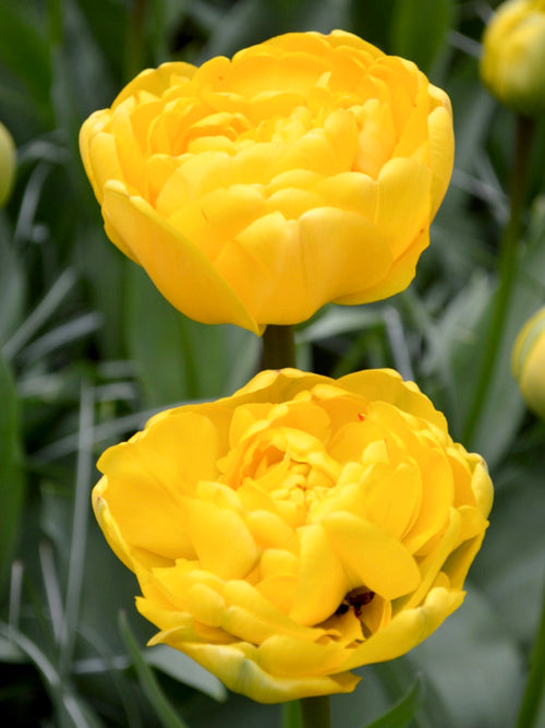 Tulip Double Peony Tulip Yellow Pomponette