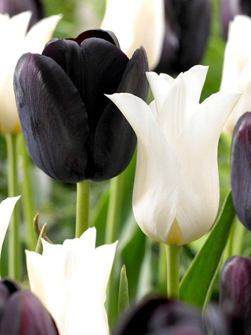 Tulip Zebra Collection Black and White Tulips Mix