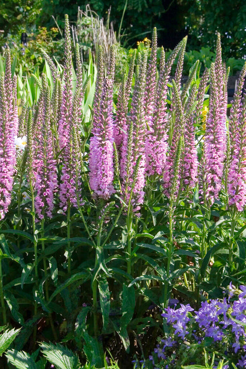Veronica Longifolia Pink Eveline