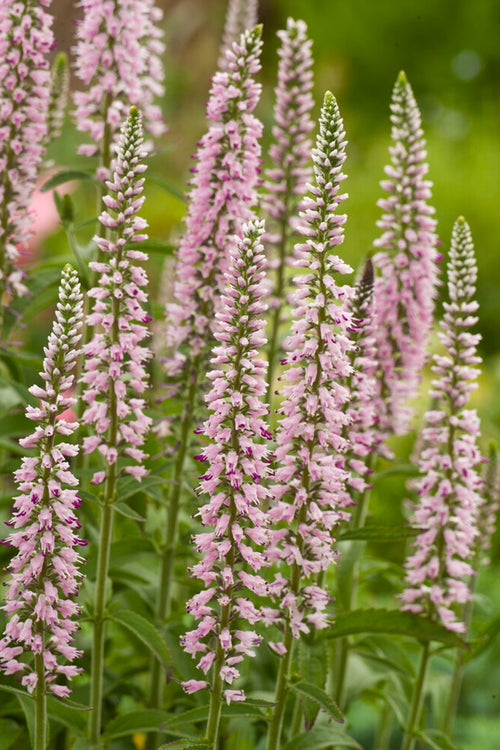 Veronica Longifolia Pink Eveline