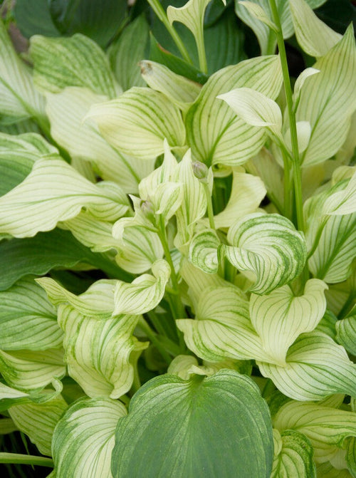Hosta White Feather
