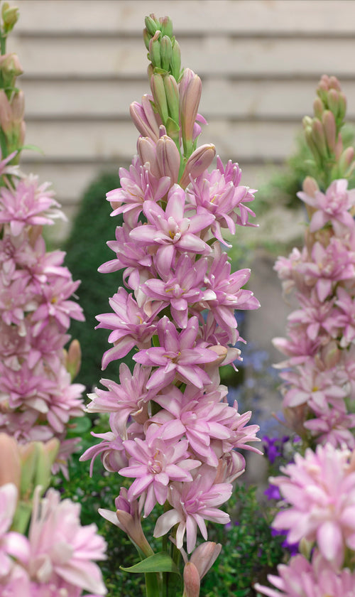 Tuberose Chia Nong Pink Sapphire Bulbs