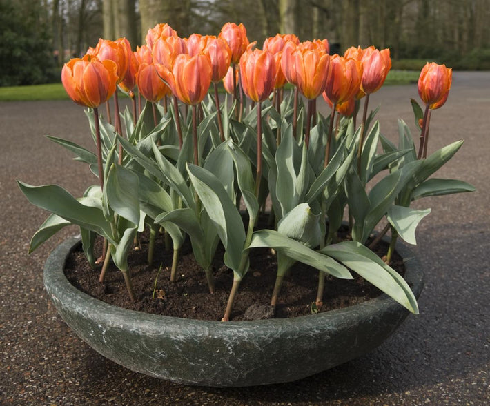 How to Care For Tulips in a Pot?