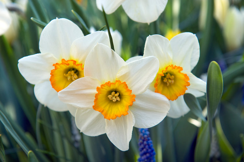 When to Plant Daffodil Bulbs?