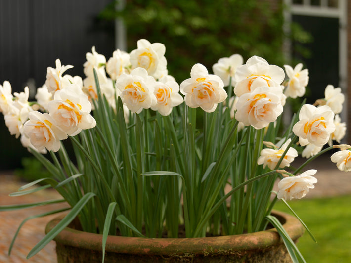 When to Plant Bulbs?